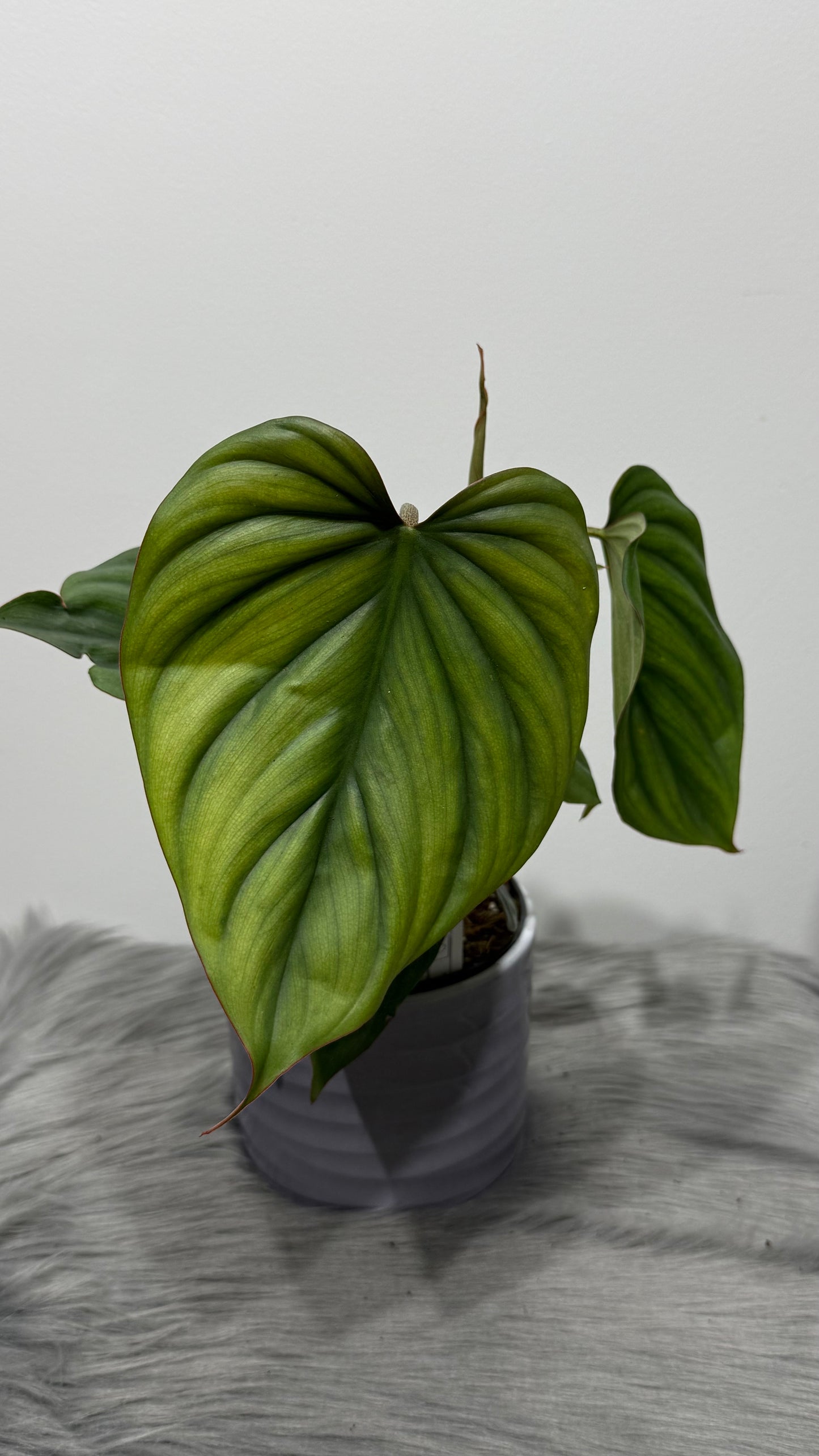 Philodendron Sp Colombia