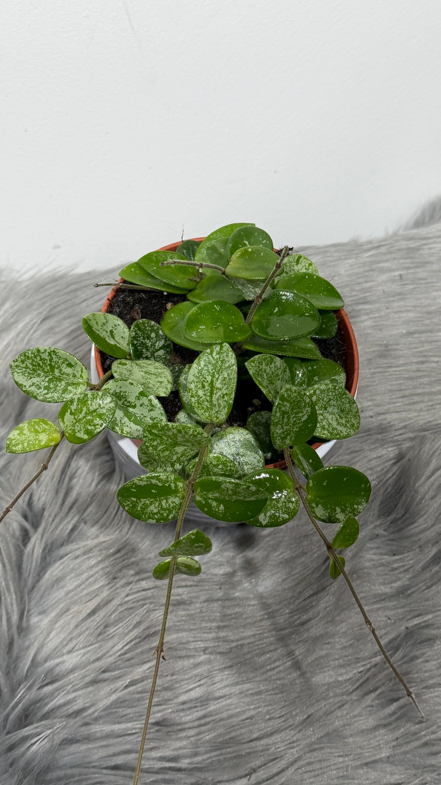 Hoya Mathilde