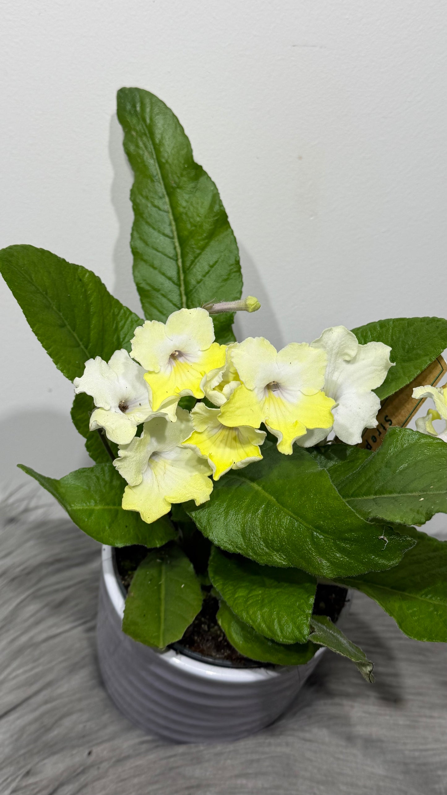 Streptocarpus 3
