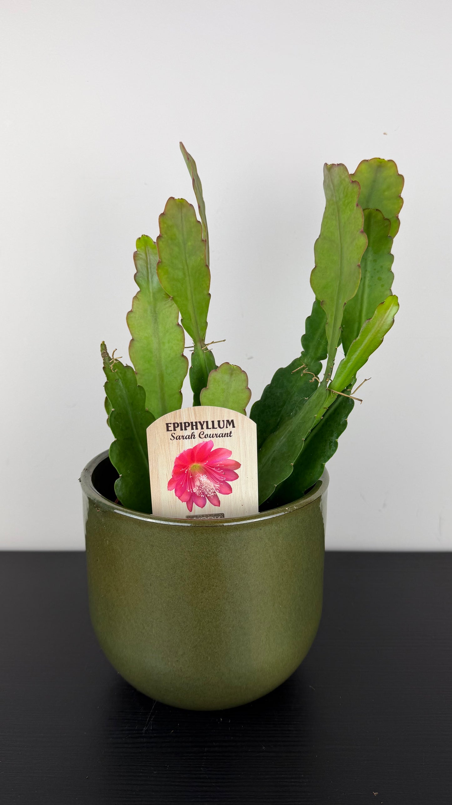 Epiphyllum Sarah Courant