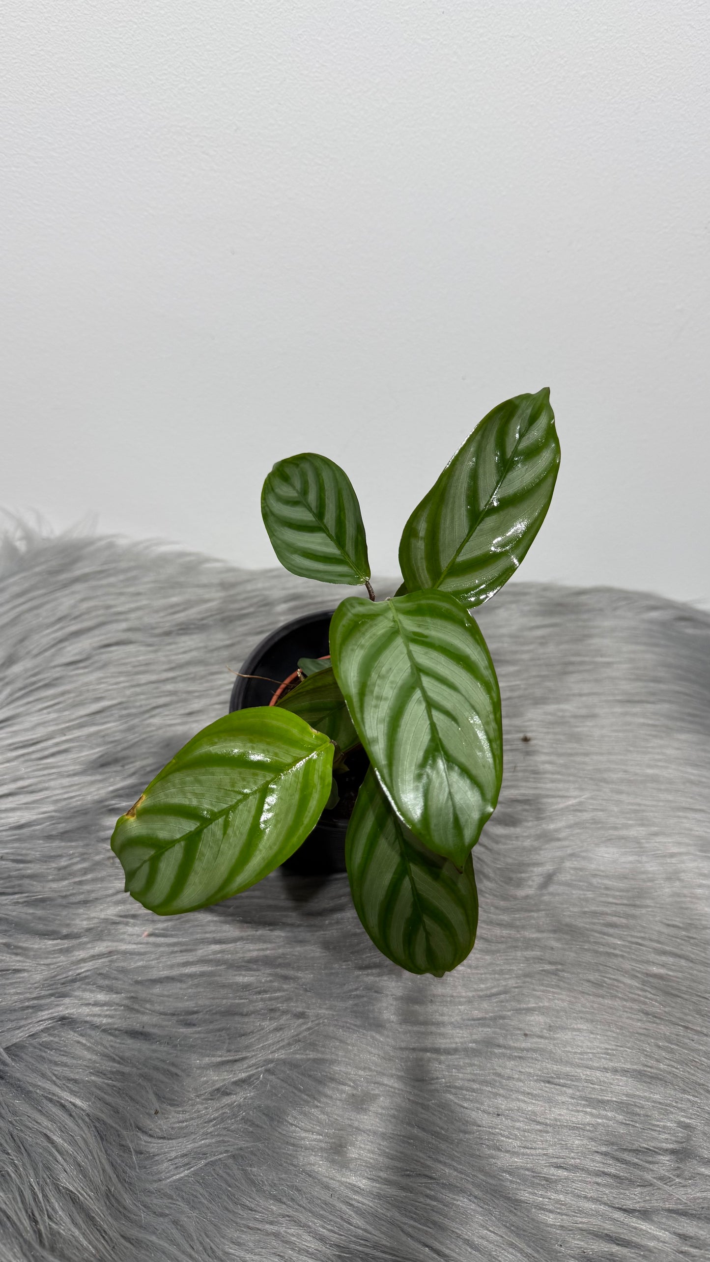 Calathea 6