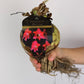 Hippeastrum Neon