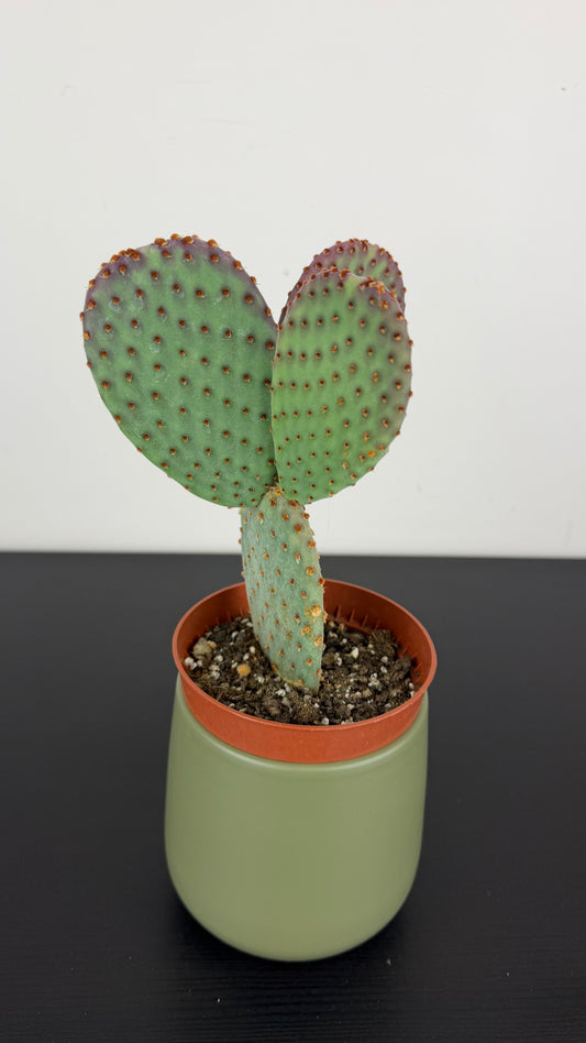 Opuntia microdasys 2