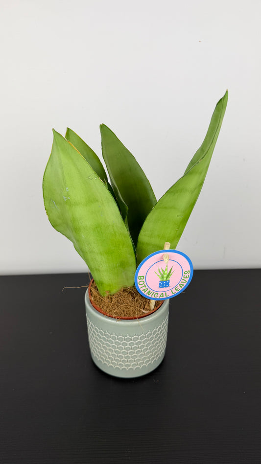 Sansevieria Moonshine