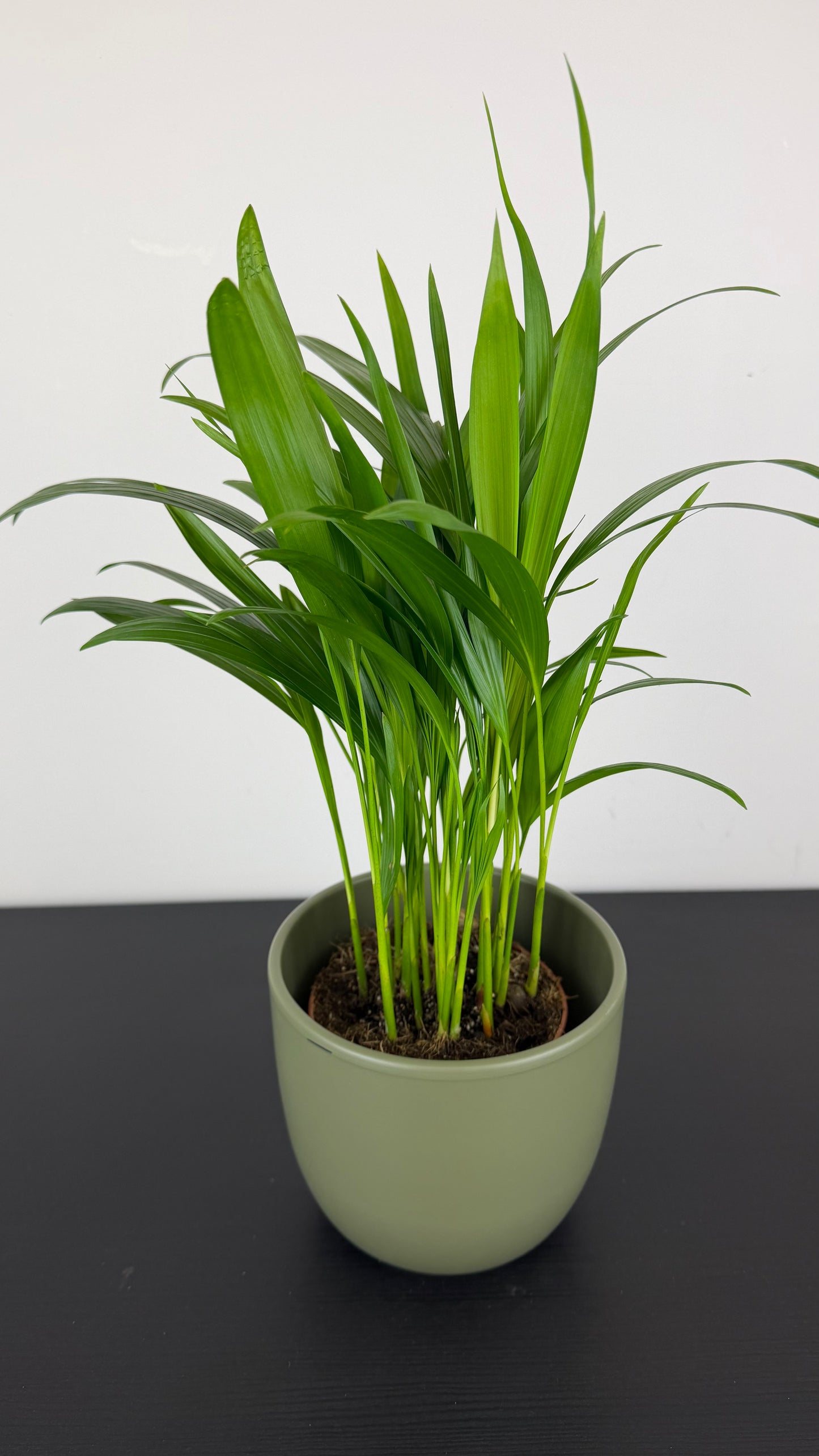 Dypsis Lutescens