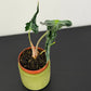 Alocasia Loco