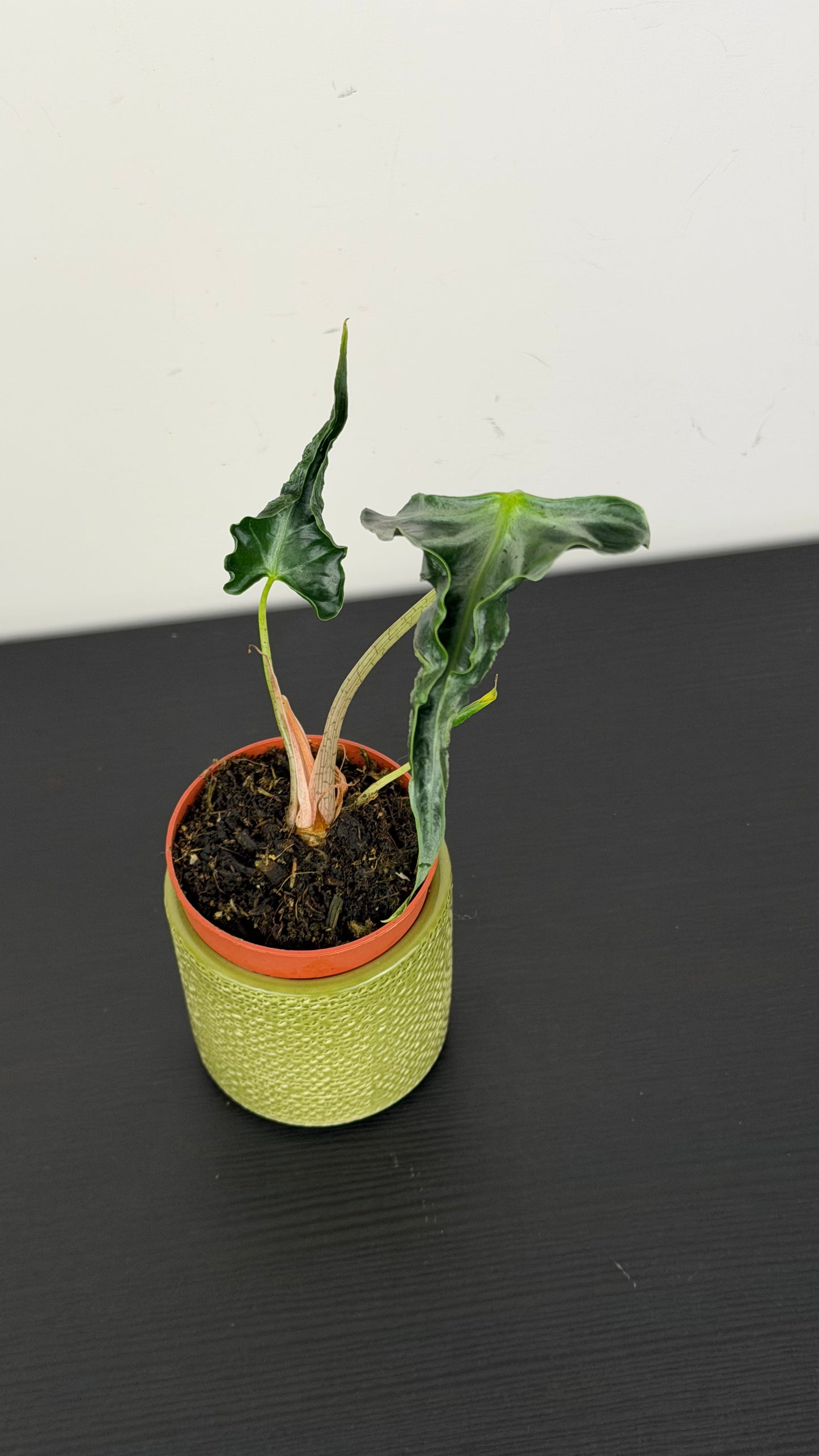 Alocasia Loco