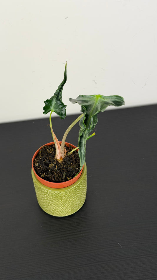 Alocasia Loco