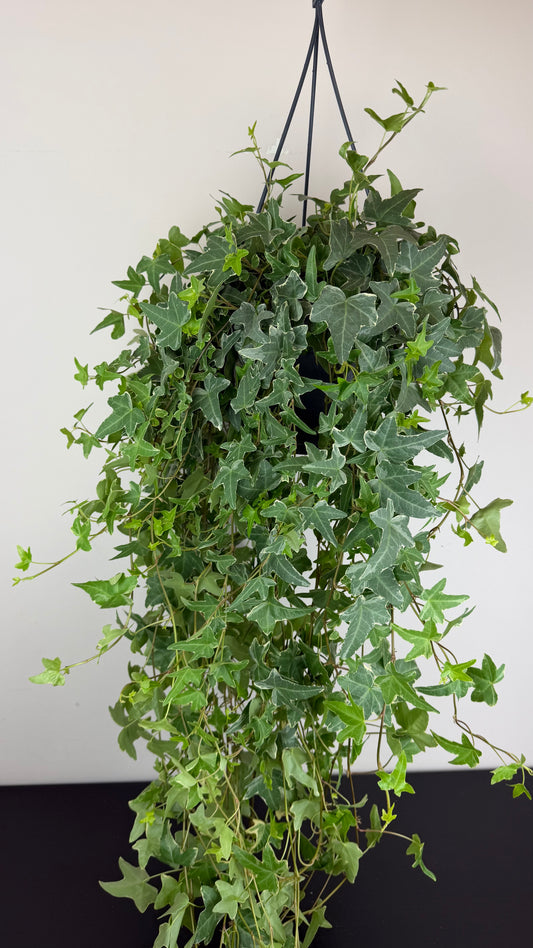 Ivy Monarda Lisa