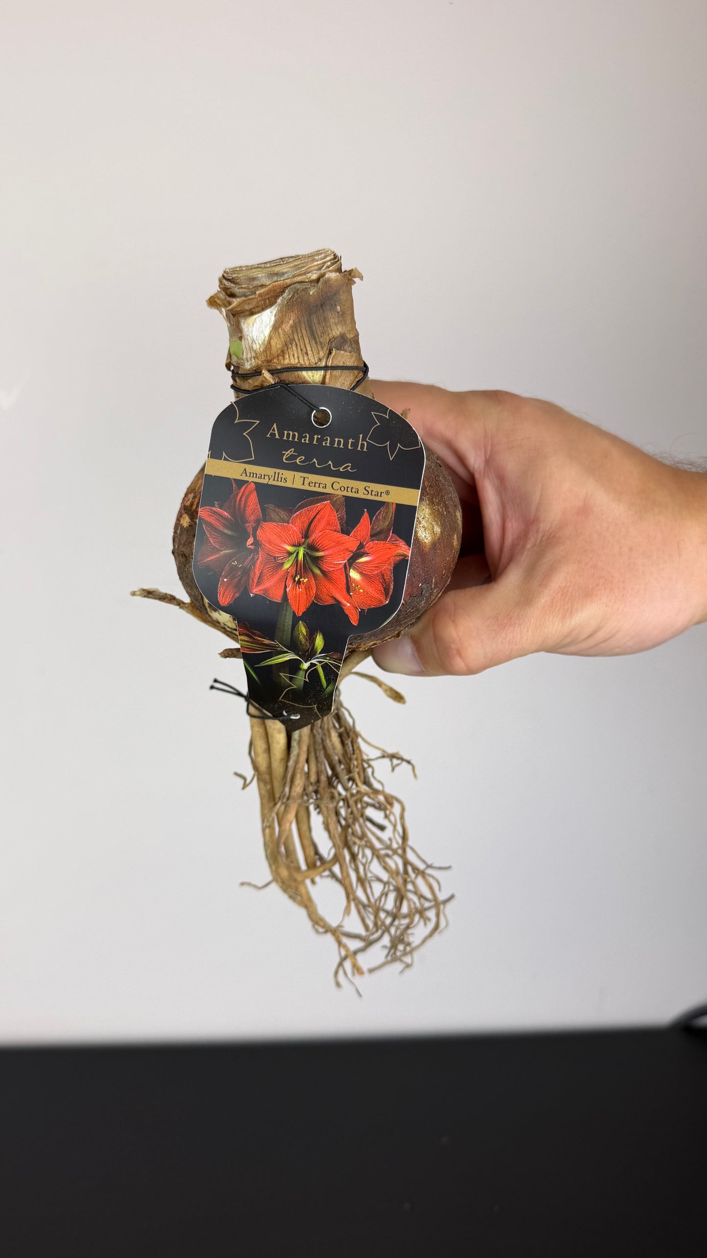 Hippeastrum Terra Cotta Star