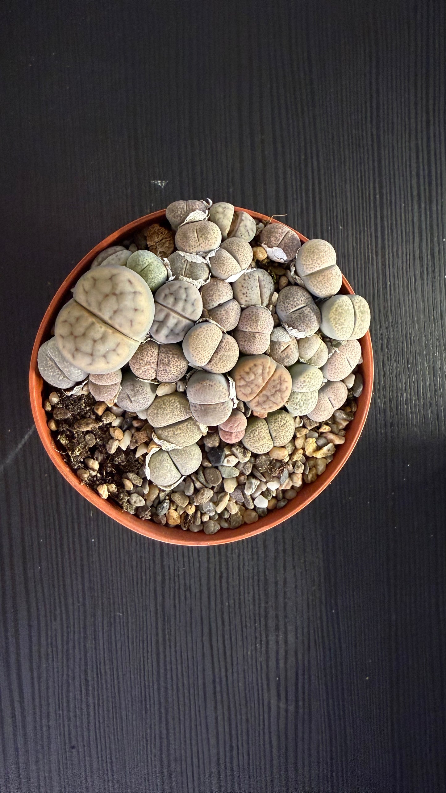 Lithops 3