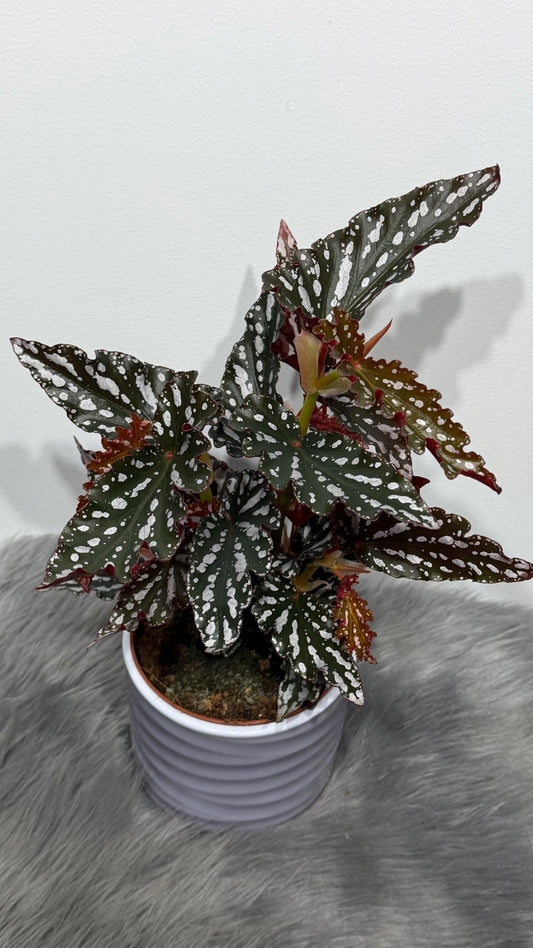 Begonia Maculata