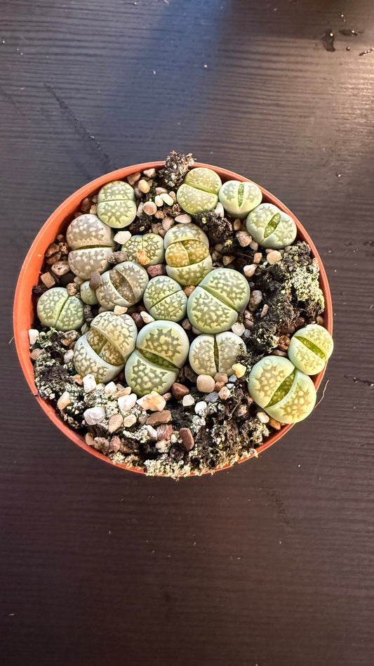 Lithops 10