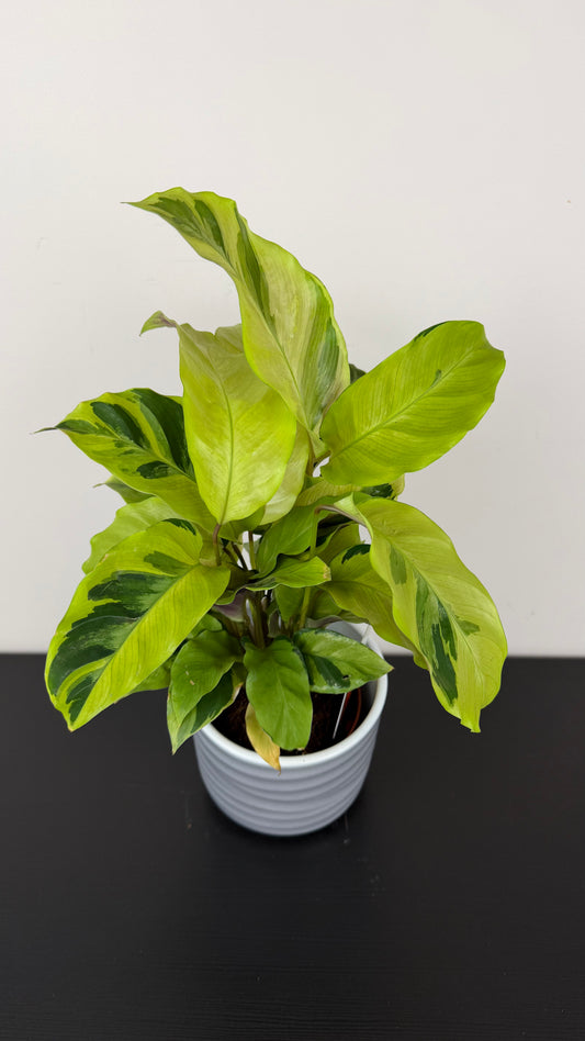 Calathea Fusion Yellow