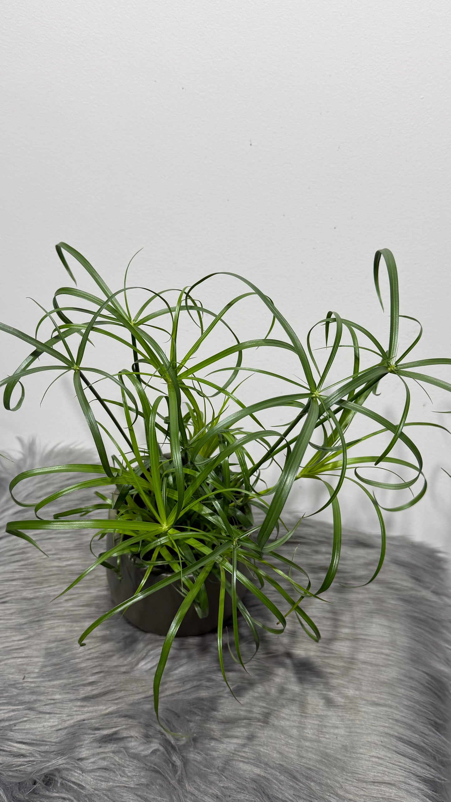 Cyperus Alternifolius