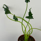 Alocasia Triangularis