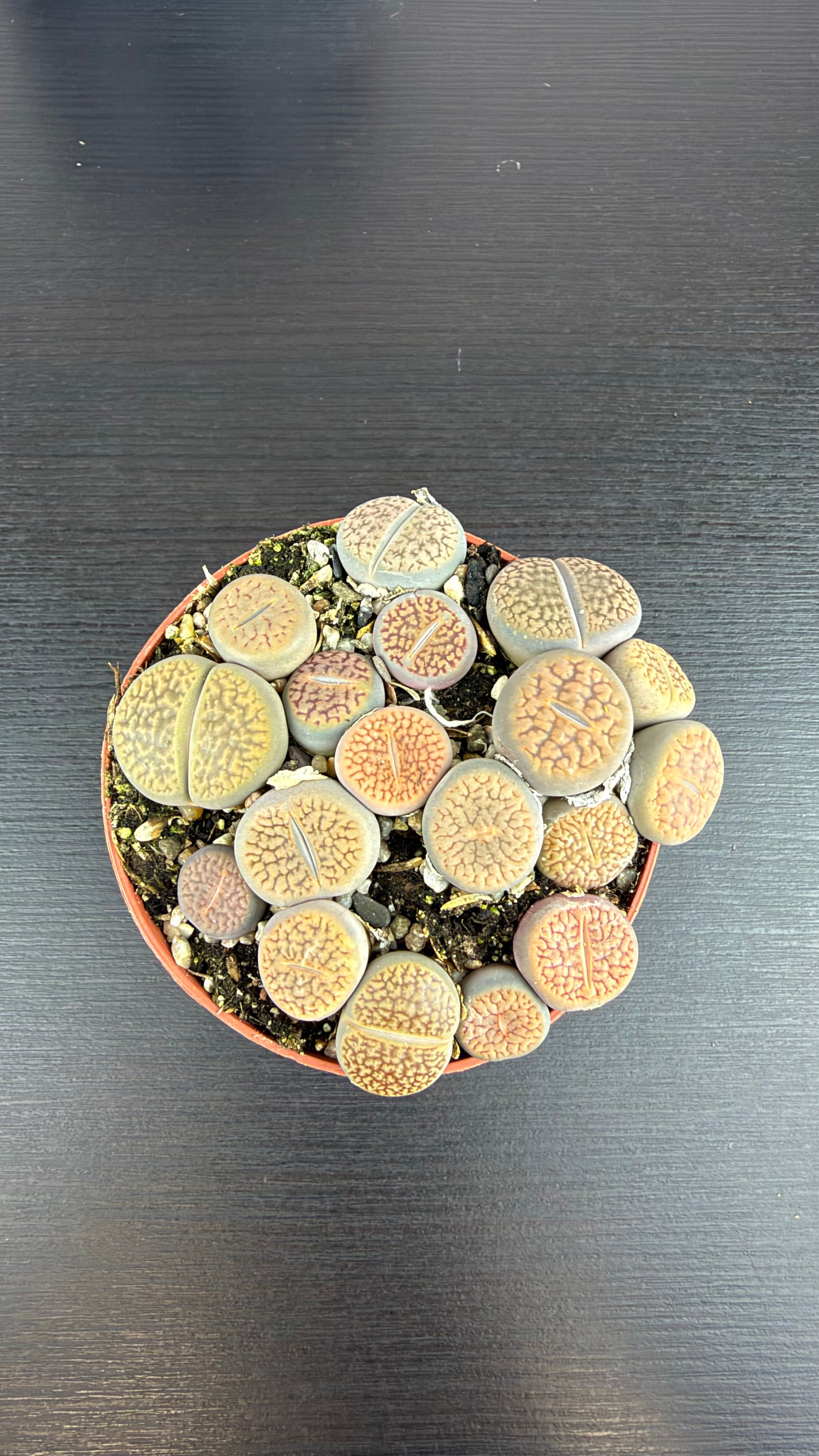 Lithops 2