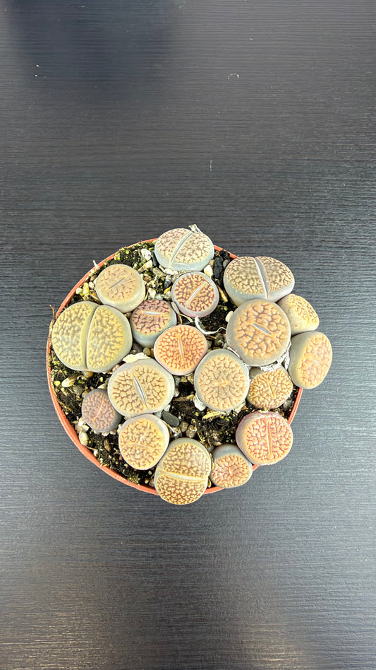 Lithops 2