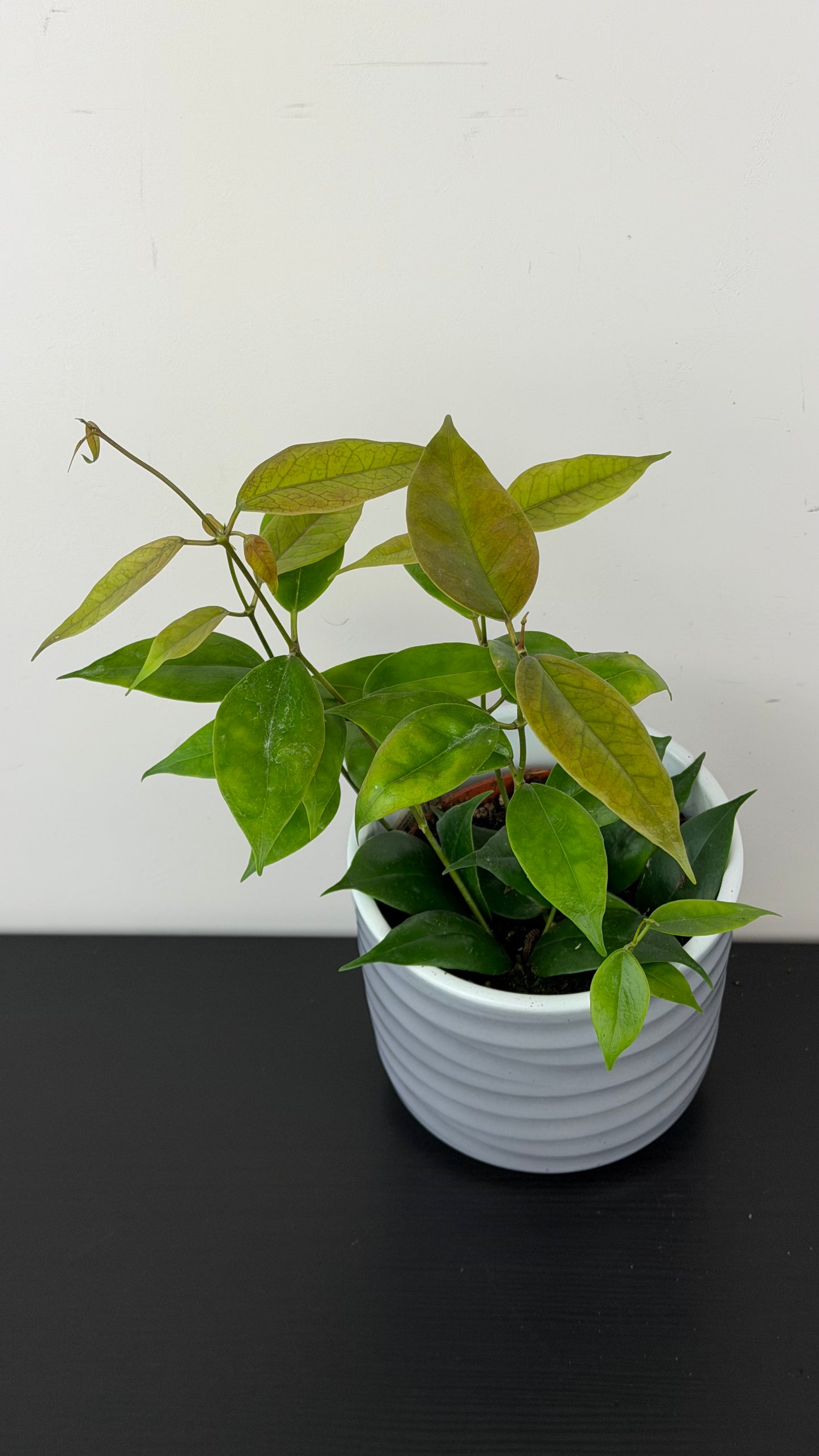 Hoya paziae