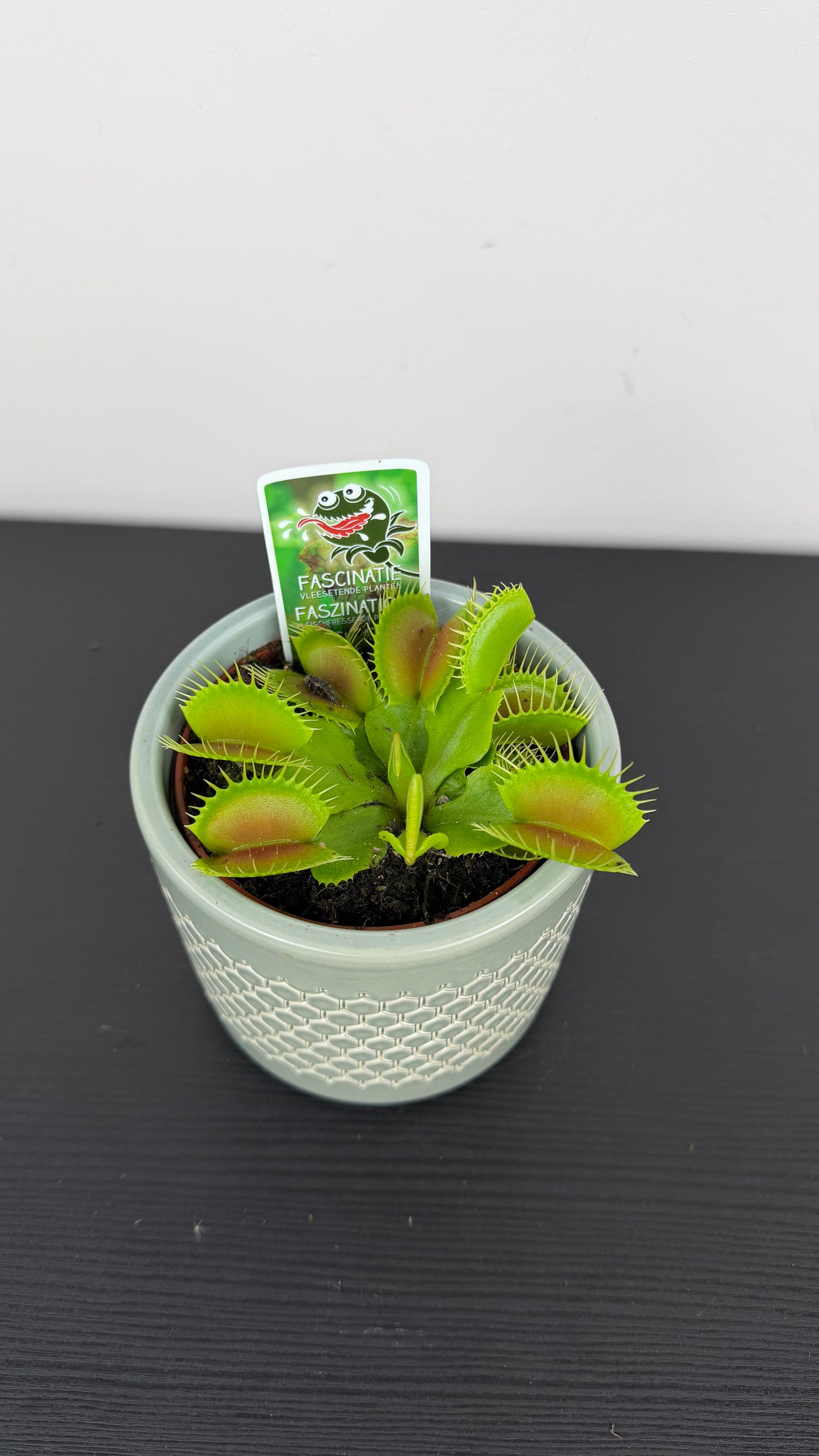 Dionaea Muscipula