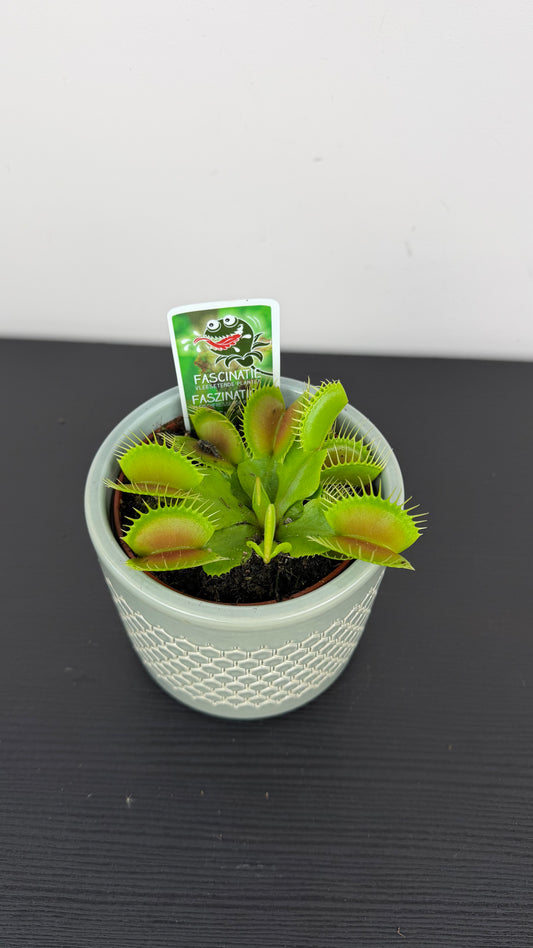 Dionaea Muscipula