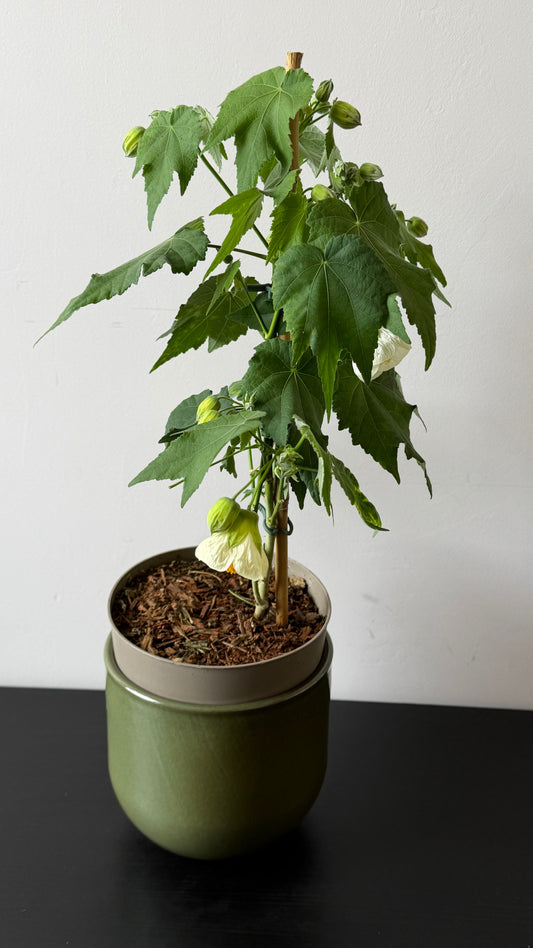 Abutilon White
