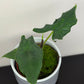 Alocasia sulawesi Green Carpet