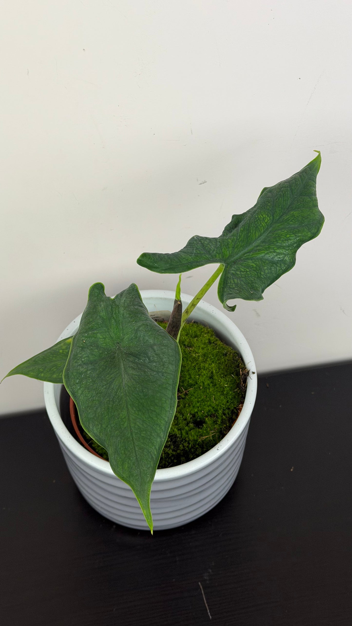 Alocasia sulawesi Green Carpet