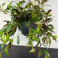 Aeschynanthus Marmoratus