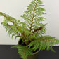 Cyathea Tomentosissima