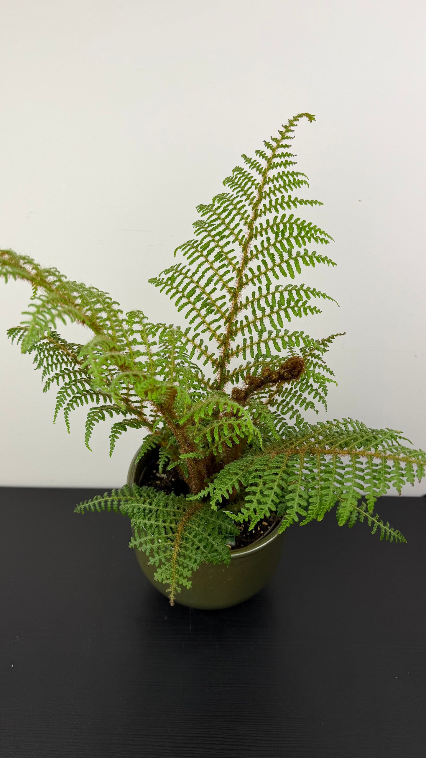 Cyathea Tomentosissima