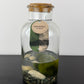 Marimo augs