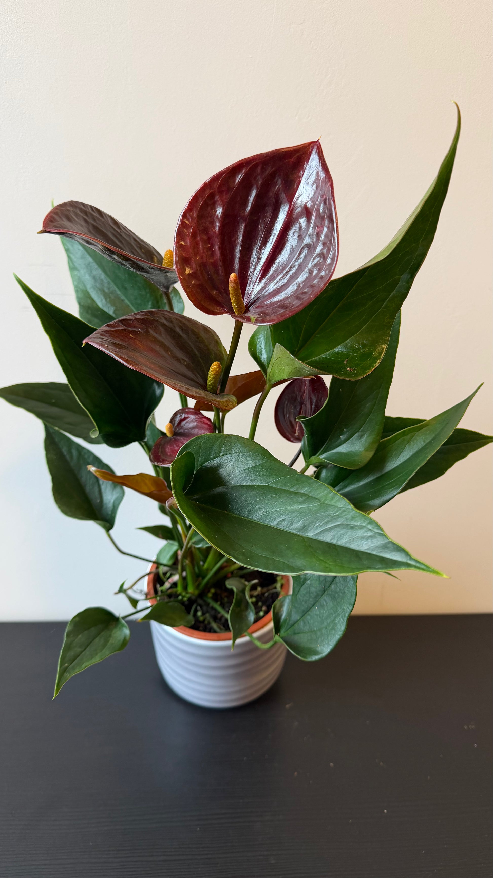 anthurium choco Anthurium Chocolate – www.augi-plants.lv