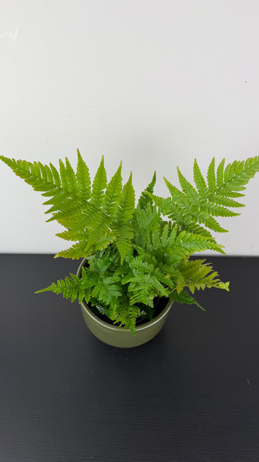 Fern 8