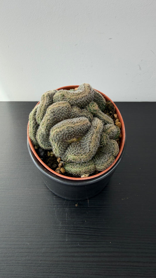Lobivia Densispina Cristata