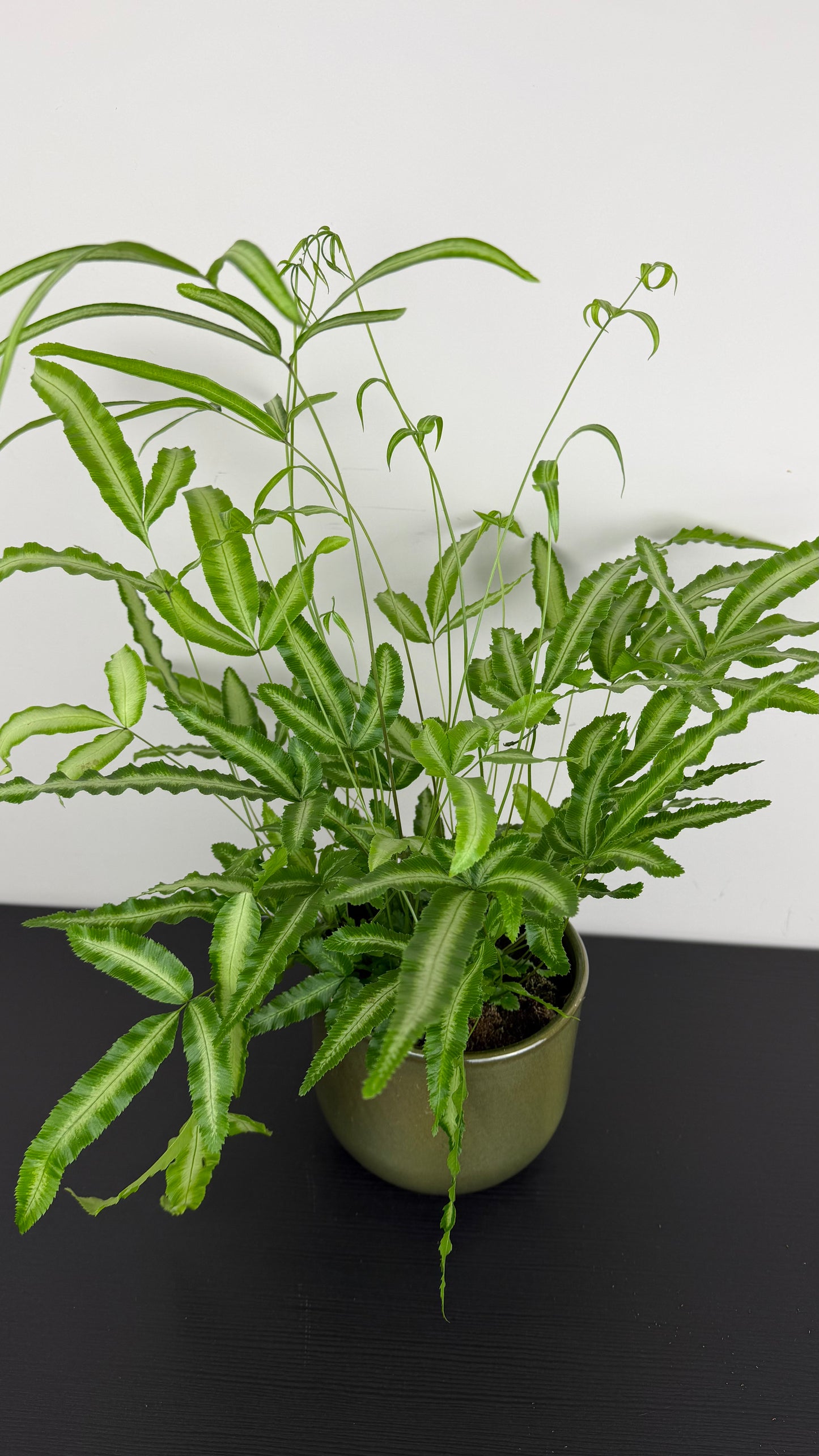 Fern 2