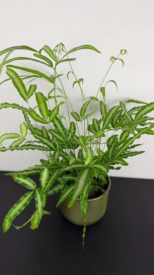 Fern 2