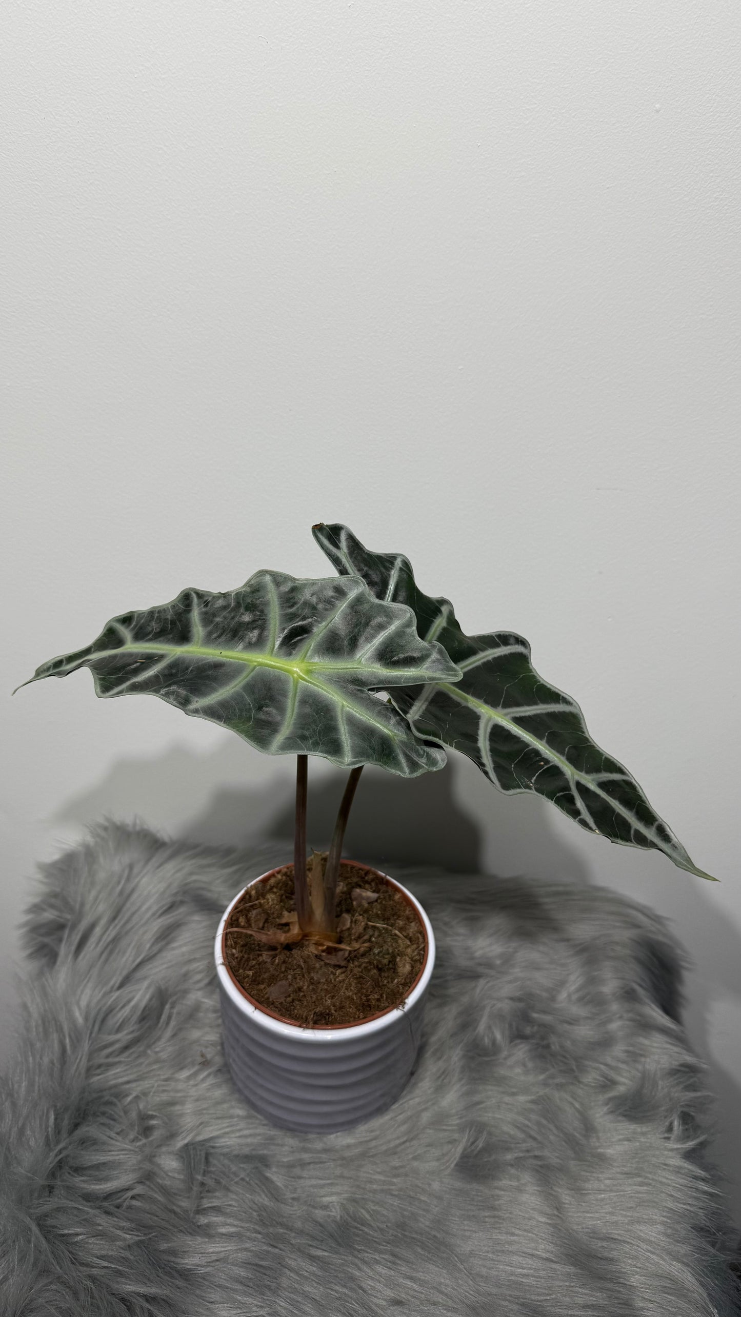Alocasia Polly