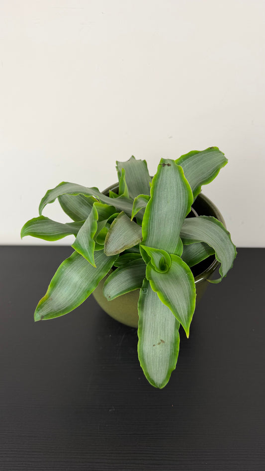 Murdannia