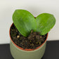 Hoya latifolia Green