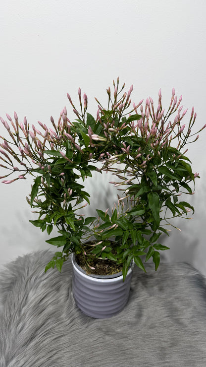 Jasminum Polyanthum