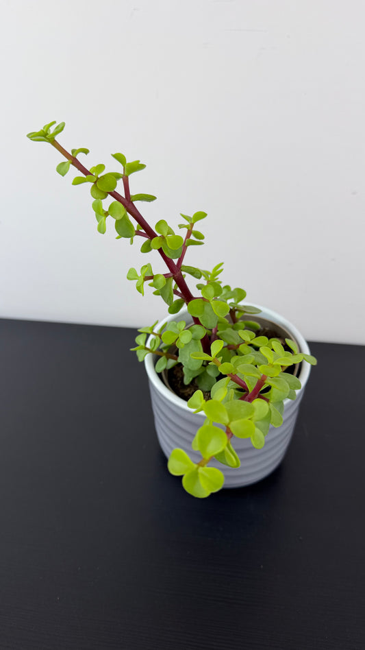 Crassula 9