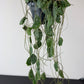 Hoya imbricata