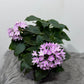 Pentas Lanceolata Lavandula