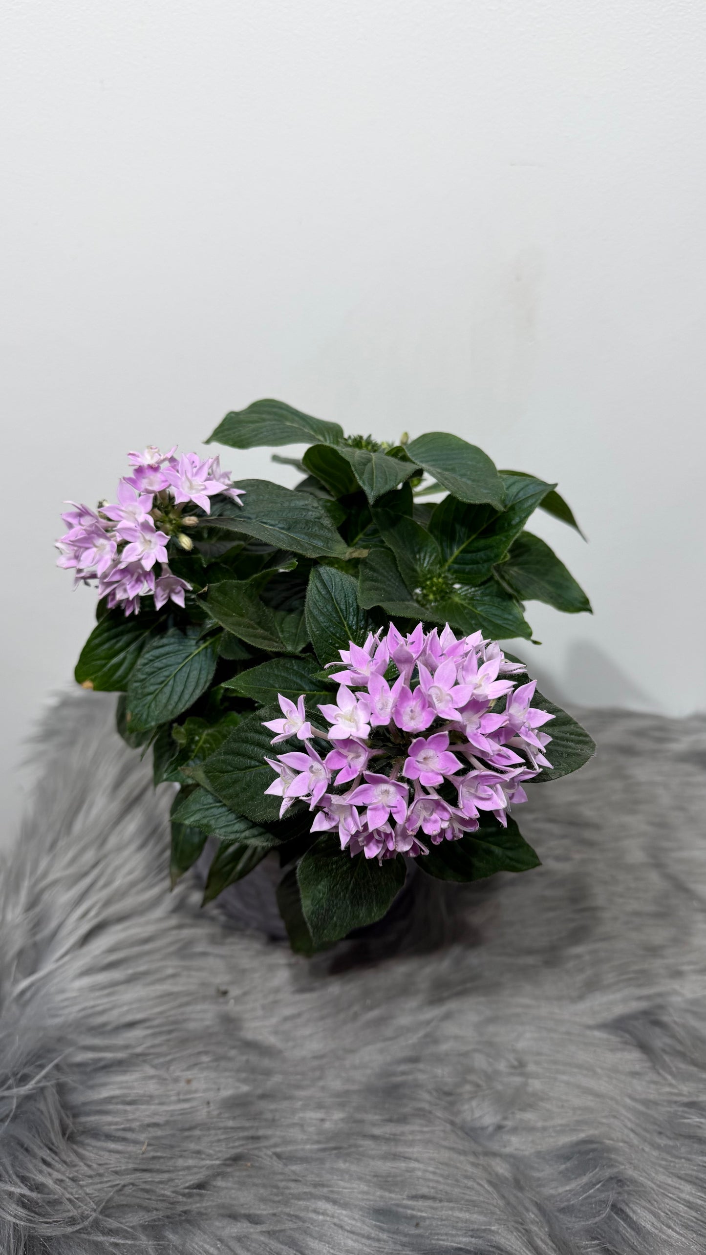 Pentas Lanceolata Lavandula