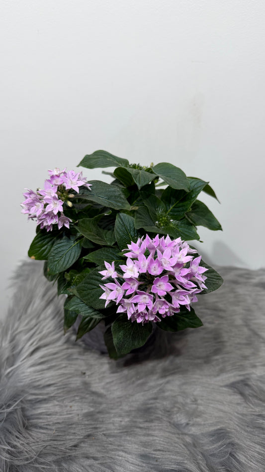 Pentas Lanceolata Lavandula