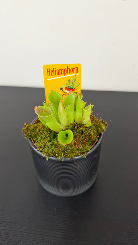 Heliamphora