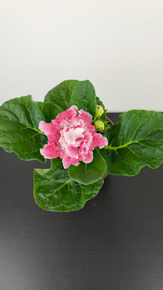 Sinningia Brocade Pink