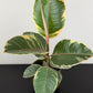 Ficus elastica Tineke