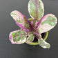 Hemigraphis Snow White